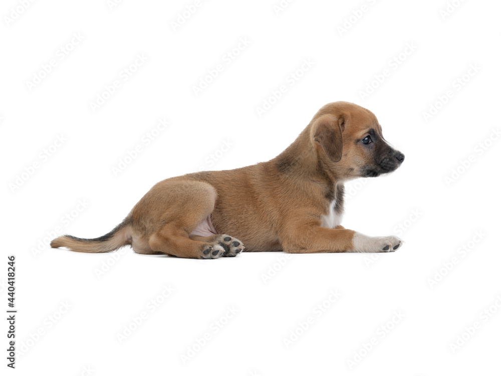 brown puppy isolated on white background