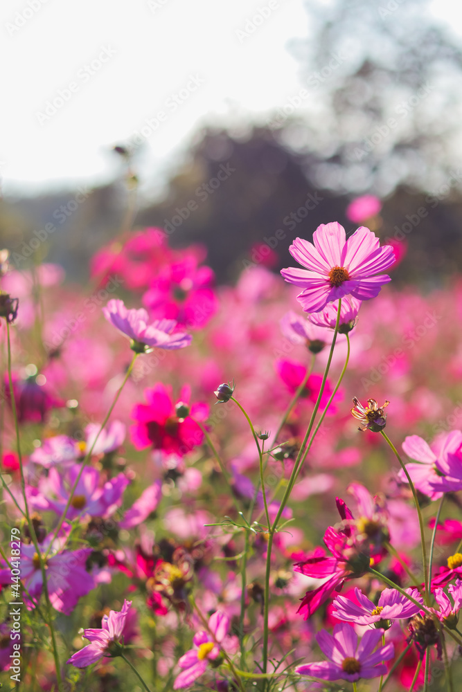 The colorful cosmos flower field is a popular winter flower planted in  tourist spots for tourists
