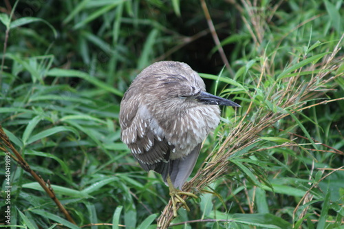 Wallpaper Mural Juvenile Night Heron Crouching in Rainy Grass Thicket in Japan Torontodigital.ca
