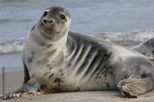 Kegelrobbe - Gray seal
