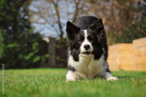 Black and White Border Collie Dog Bows Down in Sunny Garden. Cute Domestic Animal Trains Obedience Outside.