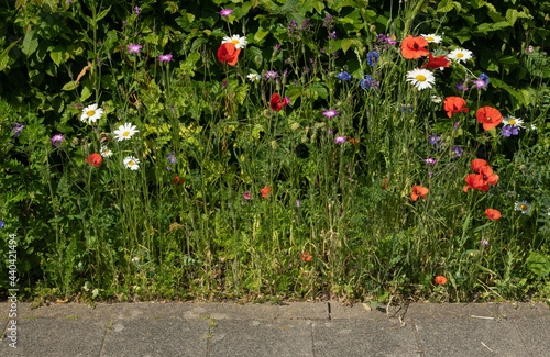 urban greening, nature in town, colorful mixture of wild summer meadow flowers like poppy flower, margarite and cornflower by the side of the road photo