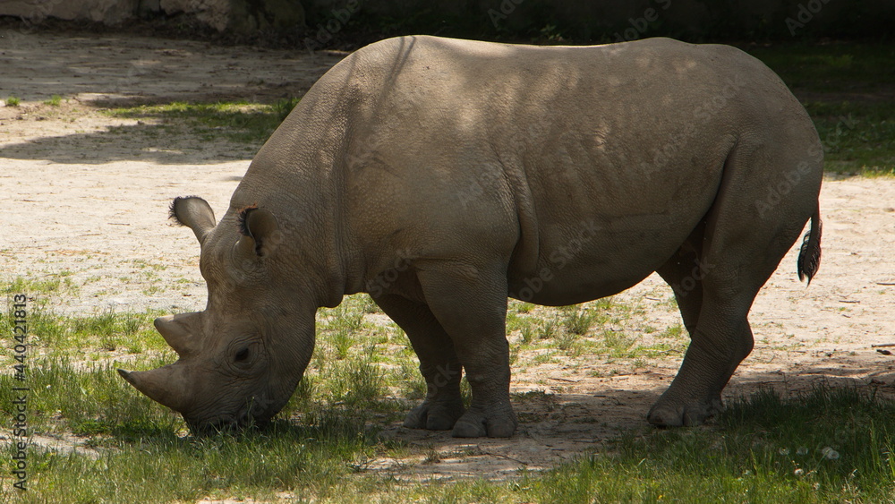 Rhinoceros in Safari Park in Dvůr Králové nad Labem, Eastern Bohemia, Czech Republic, Europe

