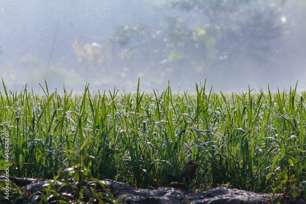 Fototapeta premium Green Paddy field covered with dew drop in winter season in the morning at Noakhali in Bangladesh
