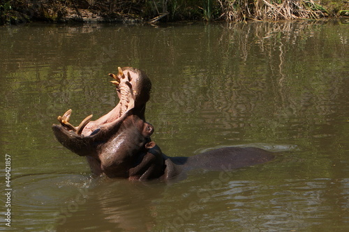 Hippopotamus in Safari Park in Dvůr Králové nad Labem, Eastern Bohemia, Czech Republic, Europe 