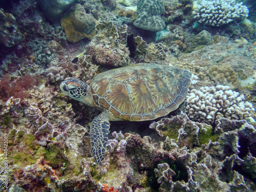 A beautiful sea turtle is resting on the coral reef under the sea