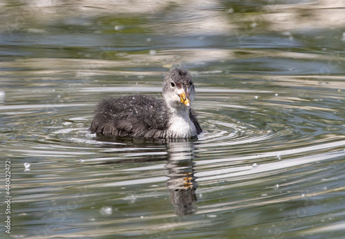 Closeup shot of a Podilymbus bird swimming in the pond photo