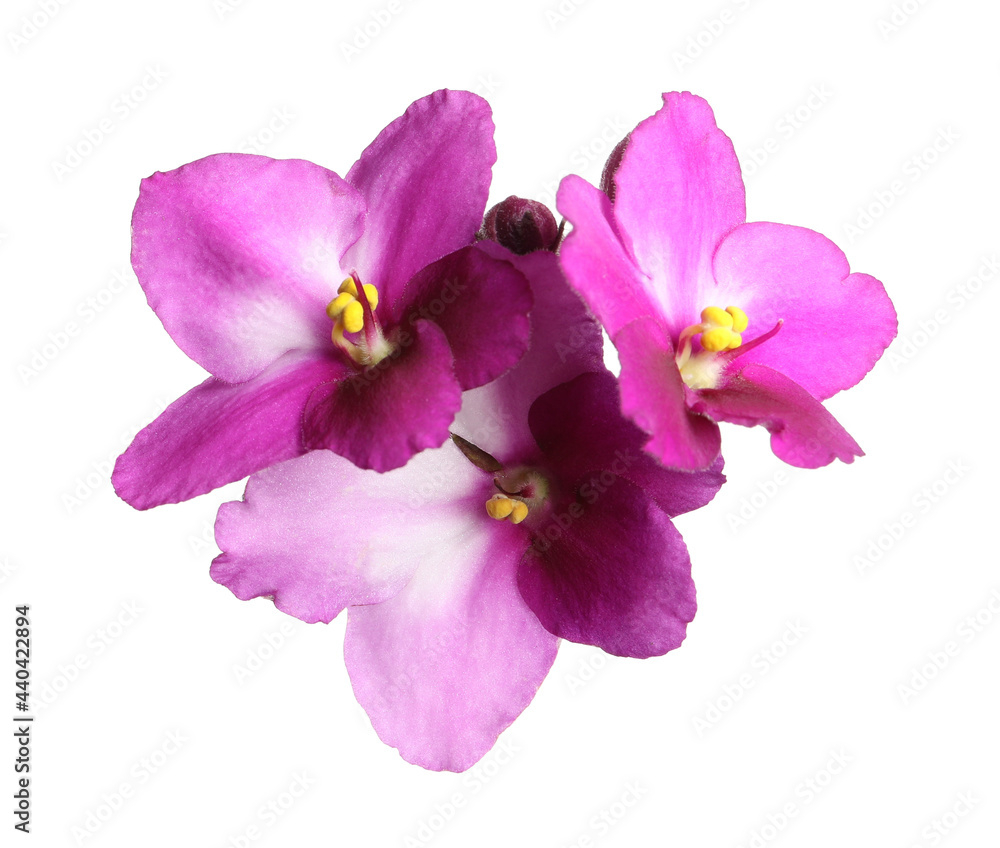 Obraz premium Pink violet flowers isolated on white. Delicate house plant