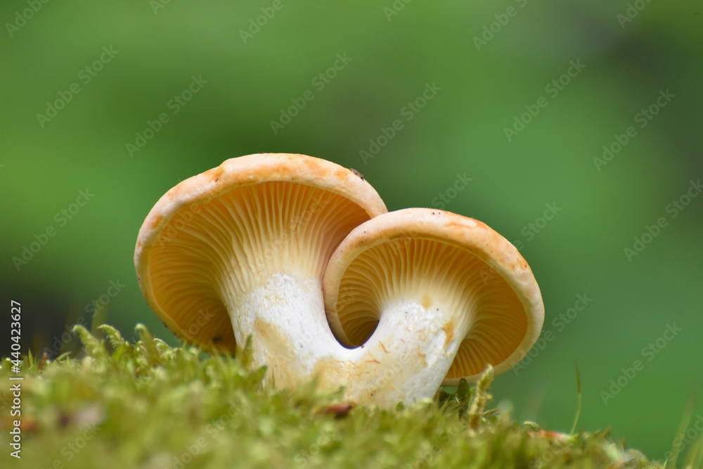 Cantharellus cibarius (commonly known as the chanterelle, golden chanterelle or girolle) Mushroom in forest. Little chanterelle in moss with blurred background Cantharellus cibarius (commonly known as the chanterelle, golden chanterelle or girolle) Mushroom in forest. Little chanterelle in moss with blurred background