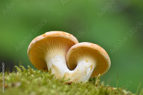 Cantharellus cibarius (commonly known as the chanterelle, golden chanterelle or girolle) Mushroom in forest. Little chanterelle in moss with blurred background