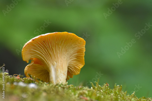Cantharellus cibarius (commonly known as the chanterelle, golden chanterelle or girolle) Mushroom in forest. Little chanterelle in moss with blurred background