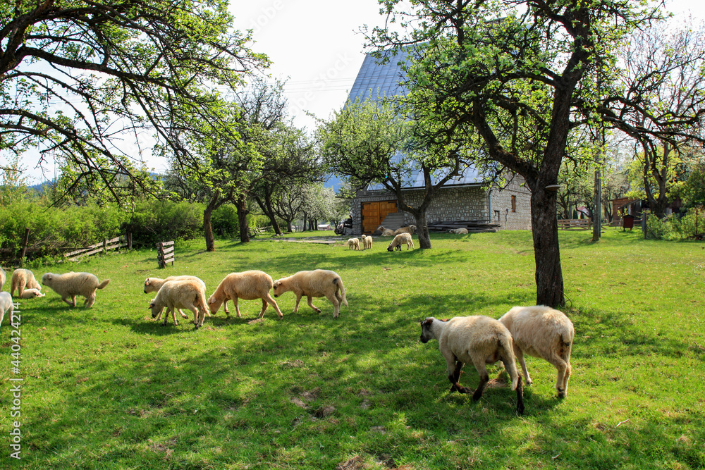 SPYTKOWICE ,POLAND - MAY 04, 2009: Young lambs are walking in the garden by the house SPYTKOWICE ,POLAND - MAY 04, 2009: Young lambs are walking in the garden by the house