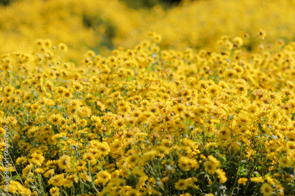 Obraz premium Soft Focus and Smooth Focus, Flower field stachydrine chrysanthemum Bright yellow is grown for drying to make stachydrine chrysanthemum tea as stachydrine chrysanthemum has health-care properties.