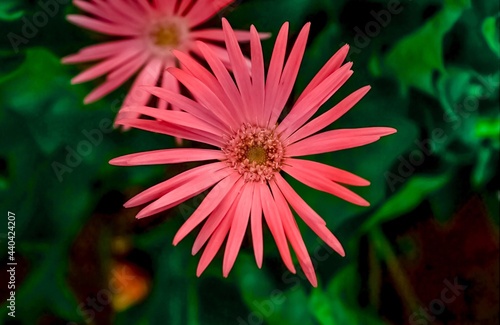 Pink Daisy  Barberton Daisy 