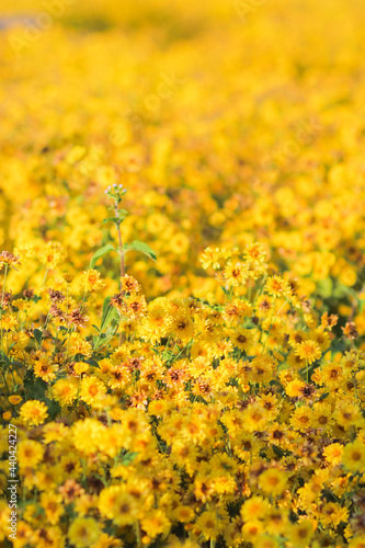 Soft Focus and Smooth Focus, Flower field stachydrine chrysanthemum Bright yellow is grown for drying to make stachydrine chrysanthemum tea as stachydrine chrysanthemum has health-care properties. © thatinchan