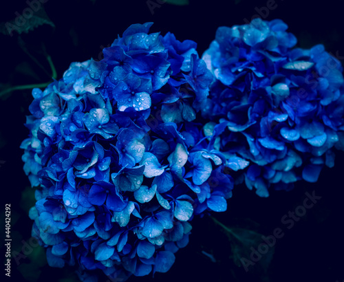 Closeup of a blue hydrangea flower with raindrops on it in the dark