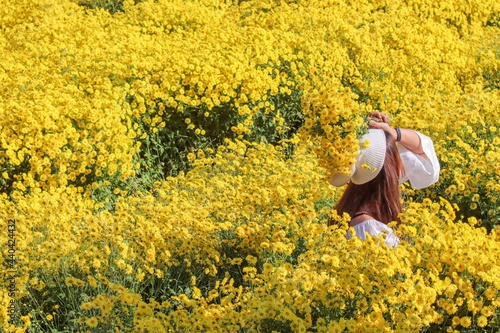 A young tourist in a white vintage dress holds a bouquet of chrysanthemums over her head and sits down in a beautiful field of yellow chrysanthemums to capture during the tour. photo