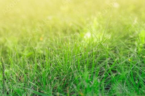 Green fresh grass background with sunbeam flare