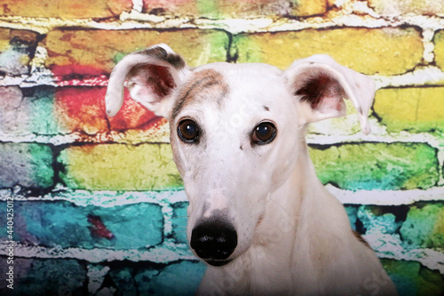 beautiful head portrait from a galgo in front of a colorful brick wall