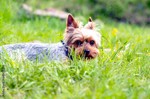 Yorkshire Terrier in the garden for a walk