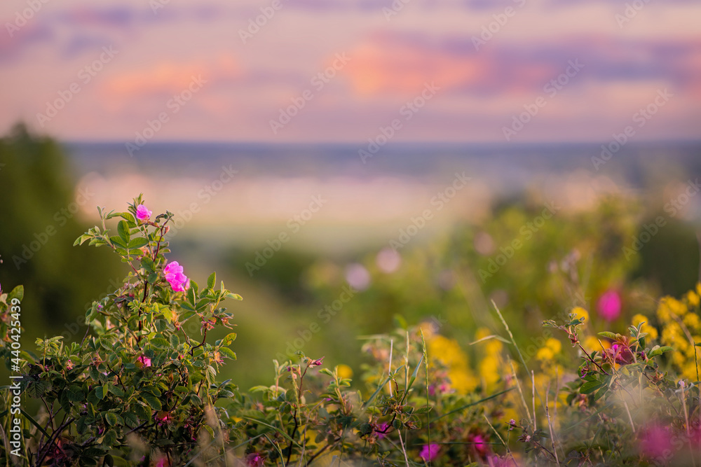 Obraz premium Blooming pink rose hips on nature sunset background, outdoors