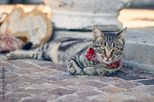Elegant cat with his bow tie sitting for a rest