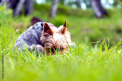 Yorkshire Terrier in the garden for a walk 2