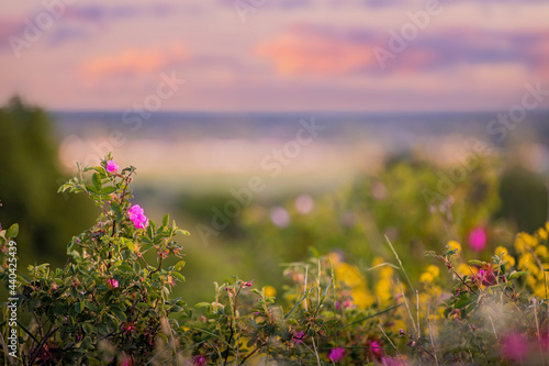 Blooming pink rose hips on nature sunset background, outdoors © Maria Moroz