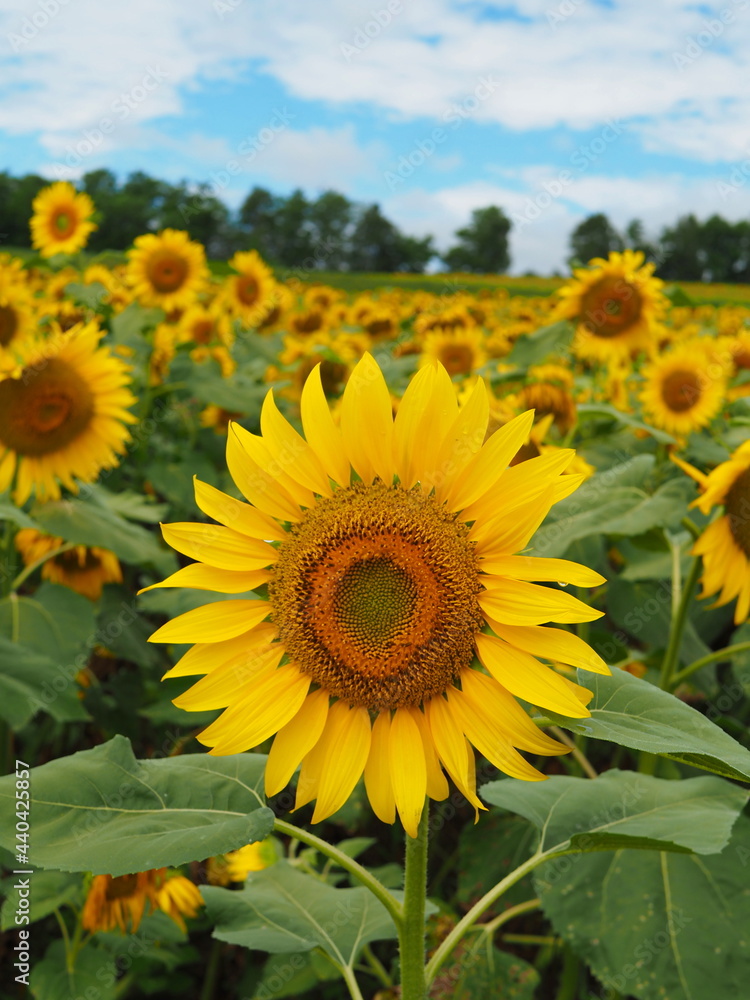 Obraz premium 大きく咲くひまわりと青空