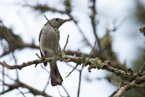 A female blue-gray gnatcatcher (Polioptila caerulea) perched on a branch with an insect in its beak.
