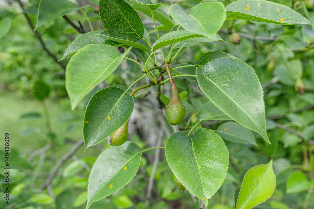 Ornamental pear tree with small unripe fruits
