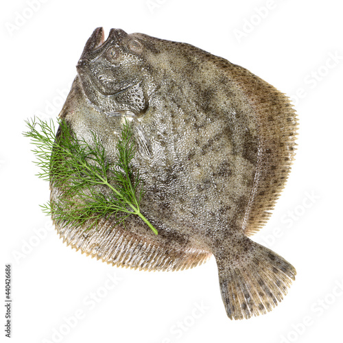 Foto Psetta maxima (Turbot Fish) isolated on white background
