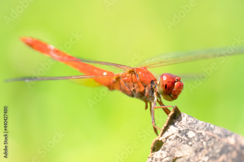 Red dragonfly glowing in the sun