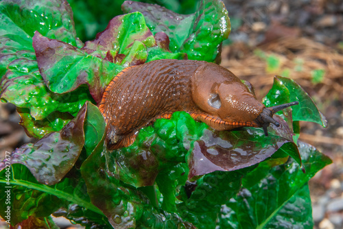 Close up view of a large red slug or arion rufus