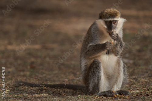 Green Monkey - Chlorocebus aethiops, beautiful popular monkey from West African bushes and forests, Ethiopia. photo