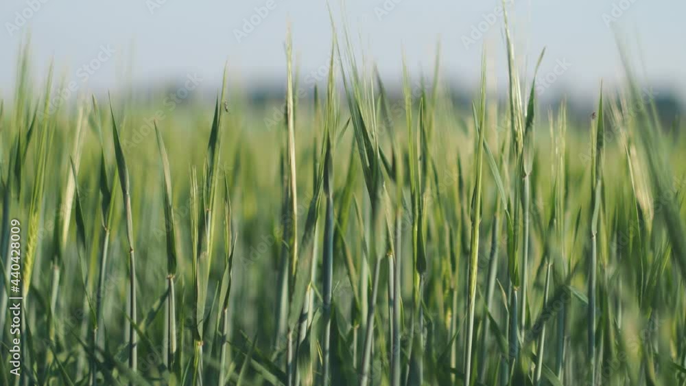Cereals, vegetarianism. Young ears of wheat swing in the field from the wind. Siberia. Close-up. Cereals, vegetarianism. Young ears of wheat swing in the field from the wind. Siberia. Close-up.