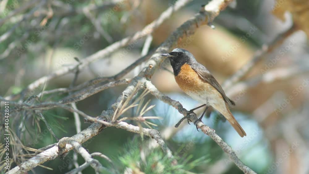 Birds, Redstart. A beautiful male Redstart sits on a pine branch. Siberia. Close-up. Birds, Redstart. A beautiful male Redstart sits on a pine branch. Siberia. Close-up.