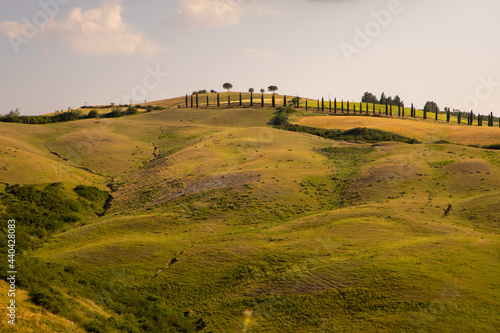 Beautiful idyllic summer landscape of Toscana, Italy with many mediterranean plants and field grasses. Sunny evening or morning in Italy. Vacation, recreation mood. Agricultural fields of Tuscany 