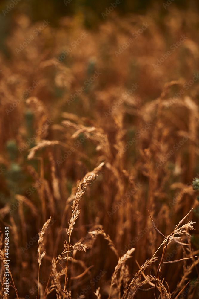 Fototapeta premium abandoned village. texture, texture, nature