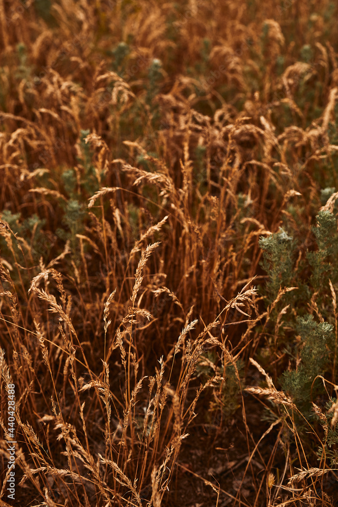 Fototapeta premium abandoned village. texture, texture, nature