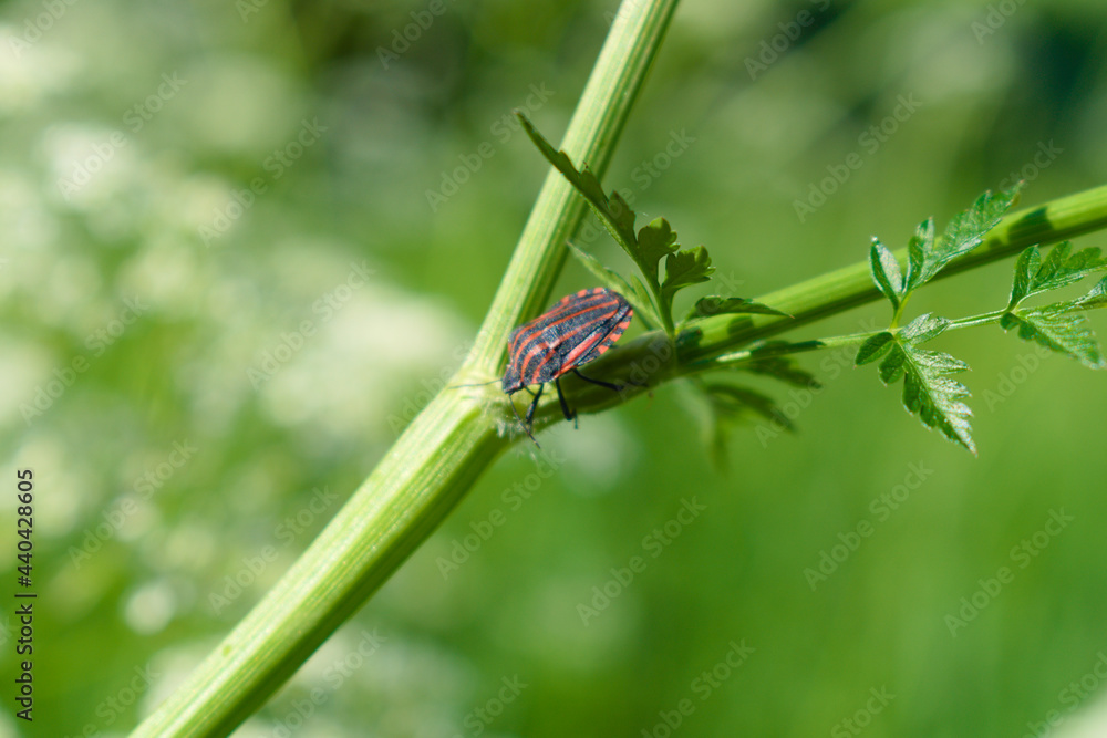 Striped shield bug (Graphosoma lineatum) on the stem of a meadow plant