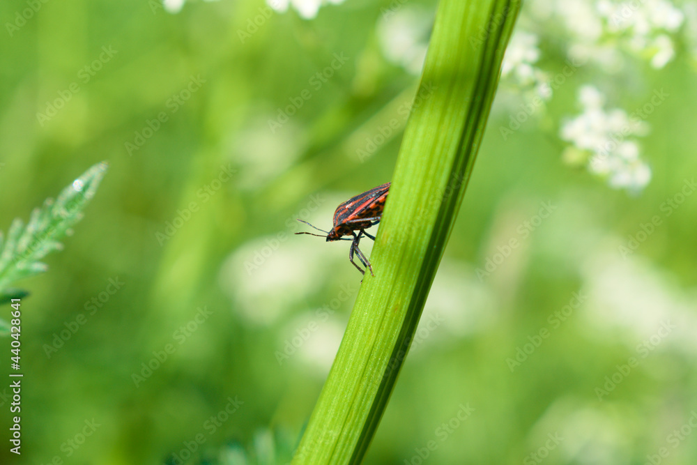 Striped shield bug (Graphosoma lineatum) in a meadow