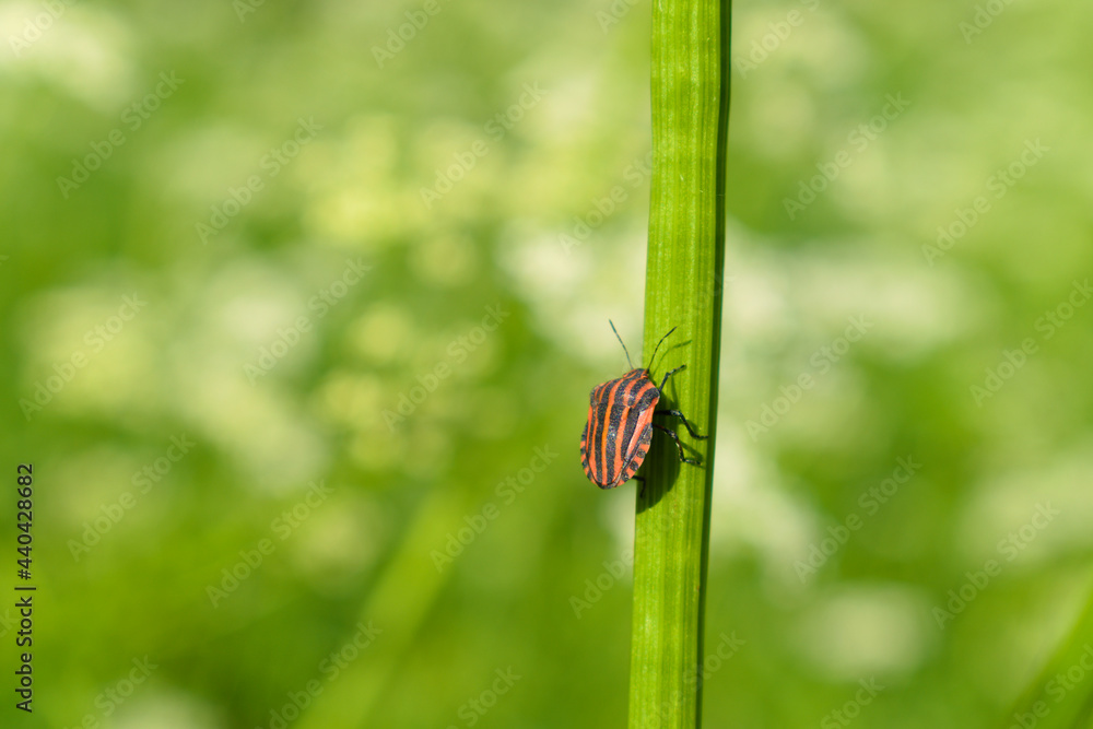 Striped shield bug (Graphosoma lineatum) on the stem of a meadow plant