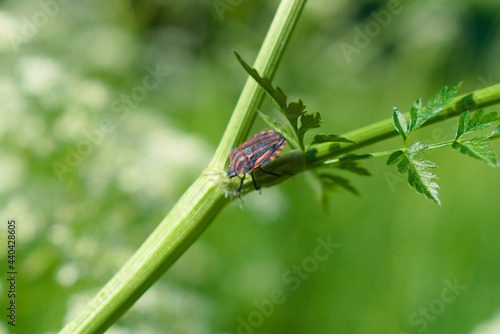 Obraz na płótnie Striped shield bug (Graphosoma lineatum) on the stem of a meadow plant w salonie