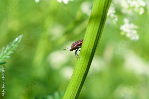 Obraz na płótnie Striped shield bug (Graphosoma lineatum) in a meadow w salonie