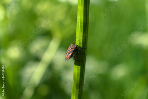 Striped shield bug (Graphosoma lineatum) on the stem of a meadow plant
