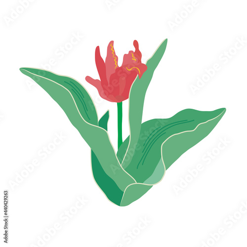 A single curly red tulip with large green leaves. Garden floral bush. Beautiful spring flower. Hand-drawn vector  flat design. Valentine day  mothers day  easter  romantic gift  print and internet.