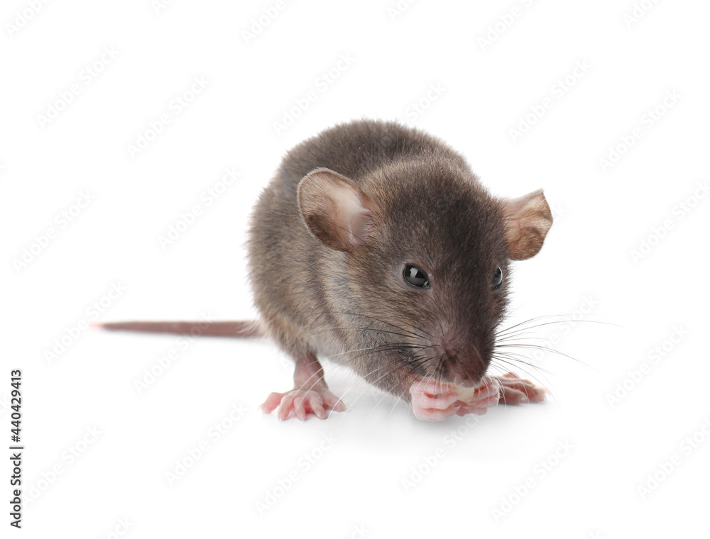 Small brown rat eating piece of cheese on white background Small brown rat eating piece of cheese on white background