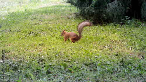 Fototapeta Naklejka Na Ścianę i Meble -  squirrel runs on green grass and hides a nut, summer