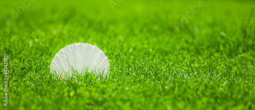 Weisse Jakobsmuschel im Gras photo